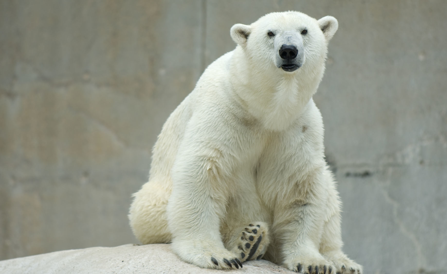 Polar Bear